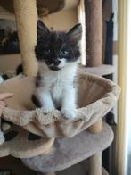 Britisch Long Hair kitten 9 weken oud, Dieren en Toebehoren, Katten en Kittens | Raskatten | Langhaar, Poes, Ontwormd, 0 tot 2 jaar