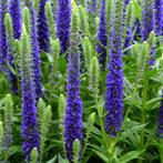 Veronica spicata ‘Ulster Dwarf Blue'(Aar-ereprijs)🌿, Halfschaduw, Zomer, Vaste plant, Ophalen of Verzenden