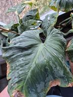 Philodendron Mamei, Groene kamerplant, Ophalen, Halfschaduw, Minder dan 100 cm