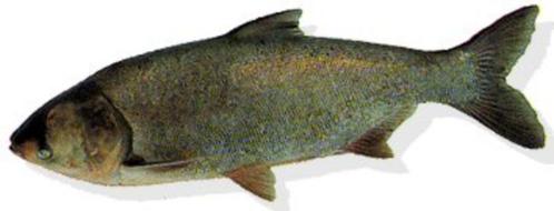 Filter- Zilverkarper 12 / 15 cm - Koidreams Viskwekerij, Dieren en Toebehoren, Vissen | Vijvervissen, Karper of Koi