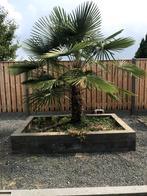 Palmboom Trachycarpus Fortunei (Chinese waaierpalm), Tuin en Terras, Planten | Bomen, 100 tot 250 cm, Zomer, Palmboom, Ophalen