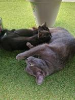 Kittens en moederkat