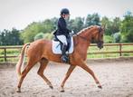 Coole 6 jarige merrie Z1 dressuur, Merrie, Z, Gechipt, Dressuurpaard