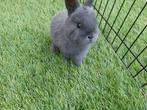 Nog 1 grijs dwergkonijntje, Dieren en Toebehoren, Konijnen, Mannelijk, Middelgroot, 0 tot 2 jaar