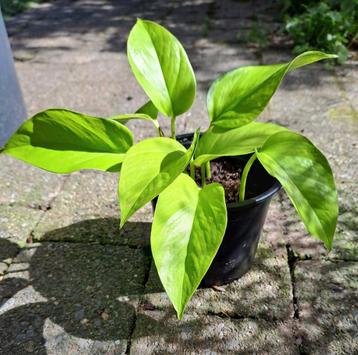 Neon Pothos mooie felgroene kamerplant hangplant🪴OPHALEN🪴  beschikbaar voor biedingen