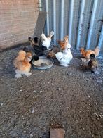 Usa zijdehoenders, Dieren en Toebehoren, Pluimvee, Vrouwelijk, Kip