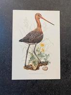 10 prenten steltlopers vogels 16,5x24 cm samen 20 euro, Antiek en Kunst, Ophalen of Verzenden, Natuur en Biologie