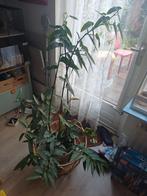 grote stippenbegonia, Huis en Inrichting, Kamerplanten, Ophalen, Halfschaduw, 100 tot 150 cm