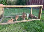 6 jonge Thrianta konijnen, Dieren en Toebehoren, Konijnen, Meerdere dieren, Groot