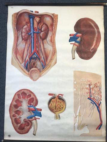 Fraaie anatomische Schoolplaat De Nieren Dresden