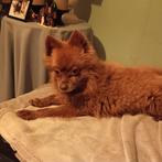 Nieuwe huisje voor Millow, Dieren en Toebehoren, Honden | Chihuahua's en Gezelschapshonden, 6 jaar of ouder, Eén hond, Nederland