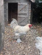 Grote Brahma haan, Mannelijk, Kip