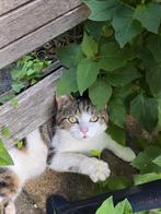 Britse korthaar katertje, Dieren en Toebehoren, Katten en Kittens | Raskatten | Korthaar, Kater, Ontwormd, 0 tot 2 jaar