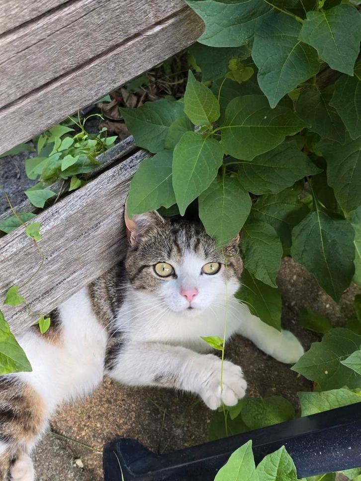 Britse korthaar katertje, Dieren en Toebehoren, Katten en Kittens | Raskatten | Korthaar, Kater, 0 tot 2 jaar, Ontwormd