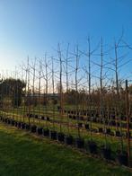 Ginkgo Biloba,  grote maten uitverkoop, Overige soorten, Zomer, Ophalen, Volle zon