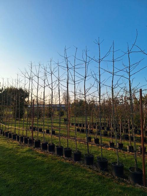 Ginkgo Biloba,  grote maten uitverkoop, Tuin en Terras, Planten | Bomen, Overige soorten, Volle zon, Zomer, In pot, Ophalen