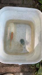 Gratis goudvis ca 12 cm, Dieren en Toebehoren, Goudvis(sen)