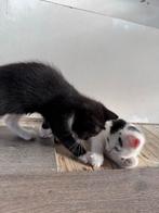 Kittens te koop, Geslacht onbekend, Kortharig