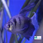 Zwarte Tetra "Long Fin", Vis, Zoetwatervis, Schoolvis