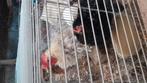 Krulveer kriel kippen, Dieren en Toebehoren