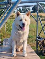 American Akita Mike, 6 jaar of ouder, Reu, Eén hond, Nederland