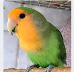 Gezocht oranje masker roseicollis, Dieren en Toebehoren, Dwergpapegaai of Agapornis