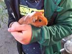 Baby cavia Zeugje, Dieren en Toebehoren, Knaagdieren, Cavia, Juli, Vrouwelijk, Tam
