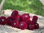 ===> Dahlia knollen Ivanetti Donker rood zwart pluktuin <===, Tuin en Terras, Ophalen of Verzenden, Voorjaar, Volle zon, Knol