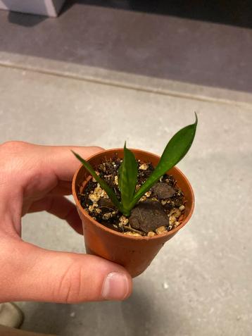 Sanseveria Stekje - Vrouwentong beschikbaar voor biedingen