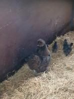 Zijdehoen met kuikentjes, Dieren en Toebehoren, Pluimvee, Geslacht onbekend, Kip