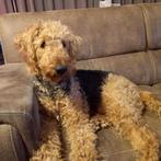 Airedale Terriër Puppys te koop, Dieren en Toebehoren, Overige rassen, 8 tot 15 weken, Parvo, Meerdere