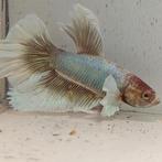 Betta splendens man 81, Vis