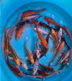 Mix Koi - Koi karper 20 / 30 cm bij Koidreams in Valburg, Dieren en Toebehoren, Vissen | Vijvervissen, Karper of Koi