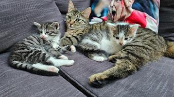 4 Lieve kittens/katers mogen naar een nieuw huisje p. direct beschikbaar voor biedingen