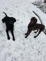 Labradoodle, 1 tot 2 jaar, Groot, Meerdere, Meerdere dieren