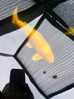 Koi 60cm, Dieren en Toebehoren, Vissen | Vijvervissen, Karper of Koi