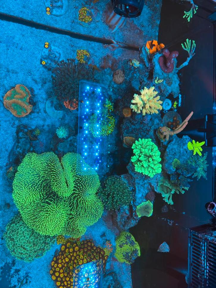 Redsea Reefer 525xl met alles erop en eraan, Dieren en Toebehoren, Vissen | Aquaria en Toebehoren, Gebruikt, Gevuld zeewateraquarium