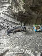 Luipaard gekko black night pure line, Dieren en Toebehoren, Reptielen en Amfibieën, Overige soorten, Tam, 0 tot 2 jaar