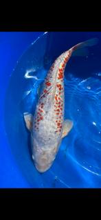 (22) Koi / Koi karper -  55 cm., Karper of Koi