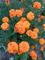 Zelfgeoogste Tagetes (Afrikaantjes) 'Bonita' Zaden, Ophalen of Verzenden, Voorjaar, Volle zon, Zaad