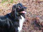 BorderCollie dekreu. Gezond, Fit, Knuffelkont,Rustig,Trouw, Particulier, 3 tot 5 jaar, Reu, Nederland