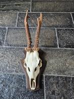 Ree Gewei op donker eiken schild jacht mancave landelijk f31, Ophalen of Verzenden, Gebruikt, Hert, Gewei of Kop