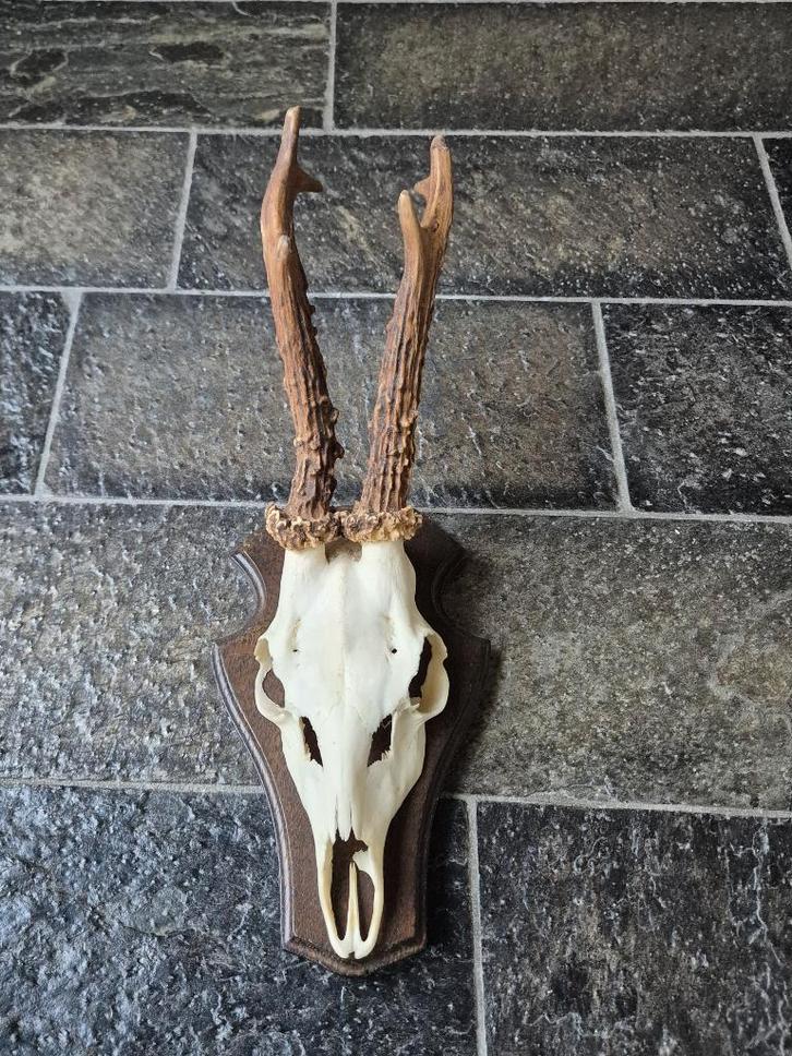 Ree Gewei op donker eiken schild jacht mancave landelijk f31, Verzamelen, Dierenverzamelingen, Gebruikt, Gewei of Kop, Hert, Ophalen of Verzenden