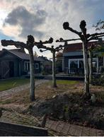 4 dakplatanen stamomtrek 46-60 cm zelf uitgraven vervoeren, Bloeit niet, 100 tot 250 cm, Dakboom, Ophalen