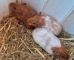 Lieve jonge cavia's, Dieren en Toebehoren, Knaagdieren, Meerdere dieren, Cavia, Na 1 juli 2024, Tam