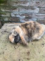 Nederlandse hangoordwergen te koop, Dieren en Toebehoren, Konijnen, Meerdere dieren, Dwerg, Hangoor, 0 tot 2 jaar