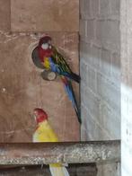 Rosellas, Dieren en Toebehoren, Vogels | Parkieten en Papegaaien, Meerdere dieren, Parkiet
