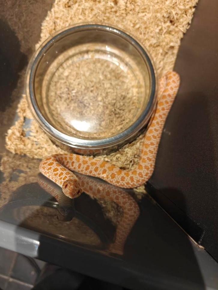 Prachtig Albino haakneus koppel!