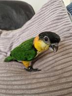 Zwartkop caique man, Dieren en Toebehoren, Vogels | Parkieten en Papegaaien, Mannelijk, Papegaai, Geringd