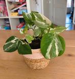 Epipremnum scindapsus njoy, Huis en Inrichting, Kamerplanten, Ophalen, Overige soorten, Minder dan 100 cm